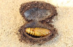 Attēlu rezultāti vaicājumam “Cucullia fraudatrix”