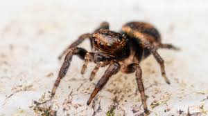 Attēlu rezultāti vaicājumam “Evarcha falcata”