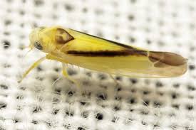 Attēlu rezultāti vaicājumam “Edwardsiana geometrica”