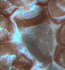 Attēlu rezultāti vaicājumam “Poecilochirus sp.”