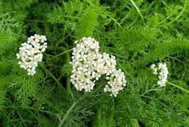 Image result for Achillea millefolium