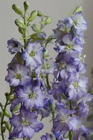 Image result for Delphinium consolida