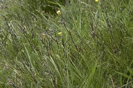 Attēlu rezultāti vaicājumam “Nardus stricta flower”