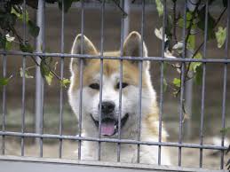 Afbeeldingsresultaat voor honden