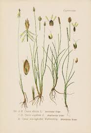 Attēlu rezultāti vaicājumam “Carex dioica”