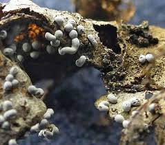 Attēlu rezultāti vaicājumam “Badhamiopsis macrospora macro”