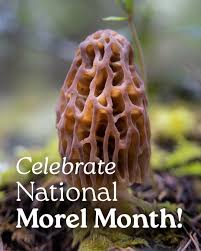 Attēlu rezultāti vaicājumam “Morchella esculenta”