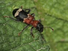 Attēlu rezultāti vaicājumam “Thanasimus formicarius”