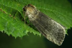 Attēlu rezultāti vaicājumam “Tetheella fluctuosa”