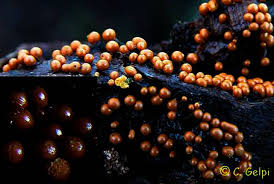 Attēlu rezultāti vaicājumam “Trichia botrytis var. cerifera macro”