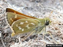 Attēlu rezultāti vaicājumam “Hesperia comma male”