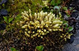 Attēlu rezultāti vaicājumam “Aulacomnium androgynum sporophyte”