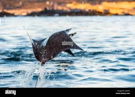 Image result for Mobula munkiana