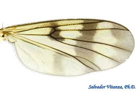 Attēlu rezultāti vaicājumam “Mycetophilidae”