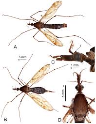 Attēlu rezultāti vaicājumam “Tipulidae male”