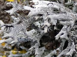 Attēlu rezultāti vaicājumam “Pseudevernia furfuracea”