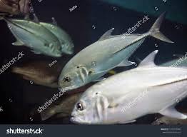 Image result for Caranx hippos