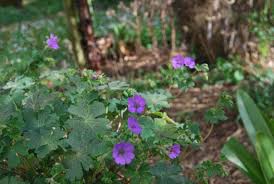 Attēlu rezultāti vaicājumam “Geranium pyrenaicum flower”