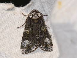 Attēlu rezultāti vaicājumam “Craniophora ligustri”