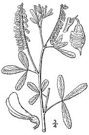 Attēlu rezultāti vaicājumam “Melilotus officinalis”