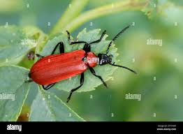 Attēlu rezultāti vaicājumam “Pyrochroidae imago”