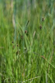 Attēlu rezultāti vaicājumam “Carex lasiocarpa fruit”