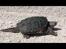 Es Chelydra Serpentina