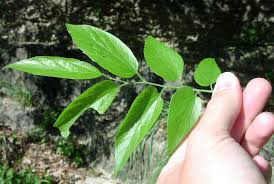 Attēlu rezultāti vaicājumam “Xylita laevigata”