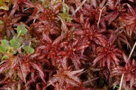 Attēlu rezultāti vaicājumam “Sphagnum magellanicum”