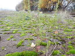 Image result for Chenopodium botrys