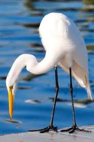 Attēlu rezultāti vaicājumam “Egretta alba adult”