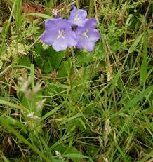 Attēlu rezultāti vaicājumam “Campanula persicifolia leaf”