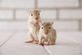 Image result for Gerbil