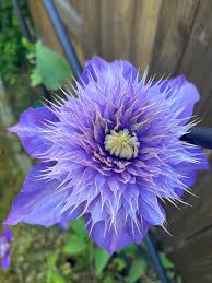 Attēlu rezultāti vaicājumam “Clematis”