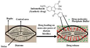 Attēlu rezultāti vaicājumam “Didymium aggregatum macro”