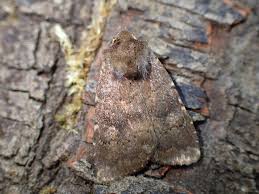 Attēlu rezultāti vaicājumam “Rusina ferruginea female”