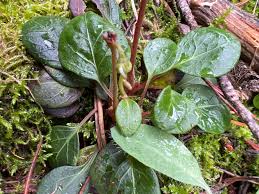 Attēlu rezultāti vaicājumam “Pyrola chlorantha leaf”