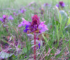 Image result for Glechoma hederacea