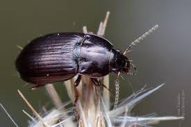 Attēlu rezultāti vaicājumam “Amara sp.”