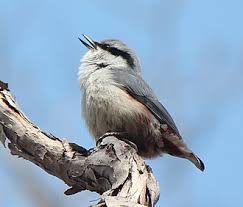 Attēlu rezultāti vaicājumam “Sitta europaea male”