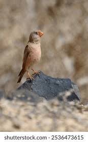 Image result for Bucanetes githagineus