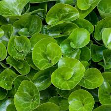 Attēlu rezultāti vaicājumam “Asarum europaeum”