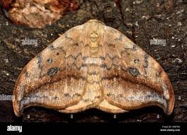 Attēlu rezultāti vaicājumam “Drepanidae”