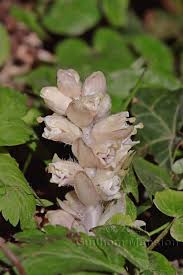 Attēlu rezultāti vaicājumam “Lathraea squamaria”