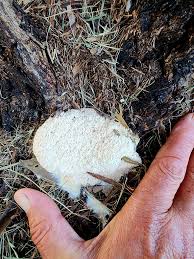 Attēlu rezultāti vaicājumam “Fuligo septica var. rosea”