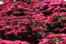 Image result for Chrysanthemum spectabile