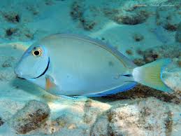 Image result for Acanthurus bahianus