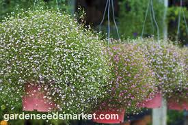Attēlu rezultāti vaicājumam “Gypsophila muralis fruit”