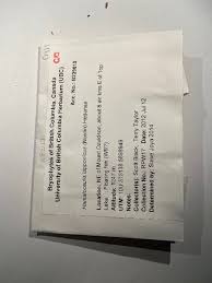 Attēlu rezultāti vaicājumam “Hamatocaulis lapponicus”