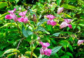Attēlu rezultāti vaicājumam “Impatiens glandulifera”